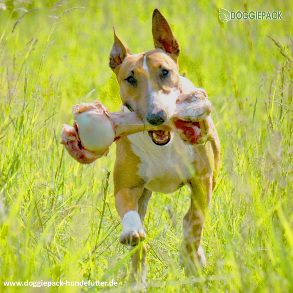 knochen_amy_superheld_sheela_adam_doggiepack_hessen