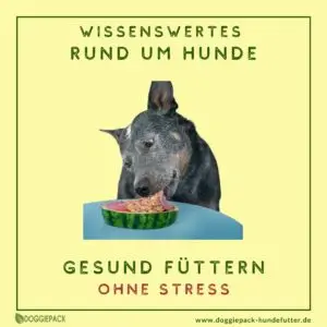 Hunde-gesund-fuettern-ohne-stress