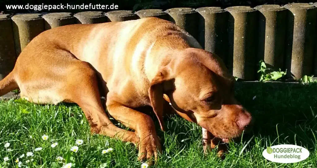 Knochen-sind-wichtig-fuer-hunde