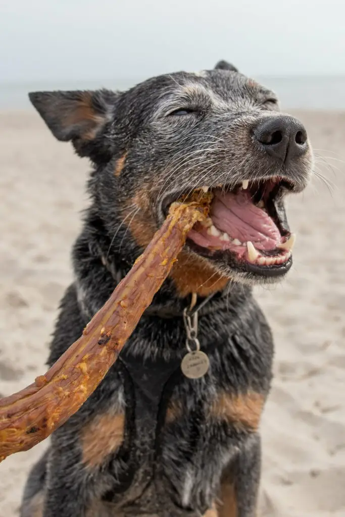 hund-natz-mit-getrocknetem-putenhals