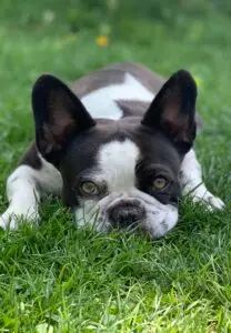 franzoesische-bulldogge-frenchie-liegt-im-gras-findet-nachhaltiges-hundefutter-von-doggiepack-tut-allen-gut