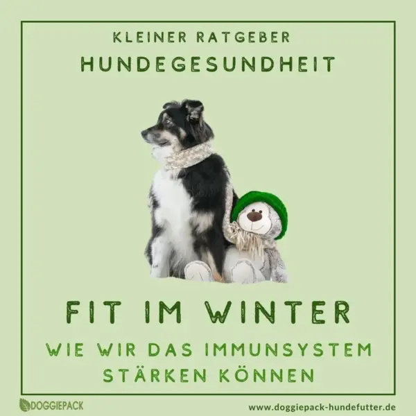 wie-wir-das-immunsystem-beim-hund-stärken-können-ein-kleiner-ratgeber