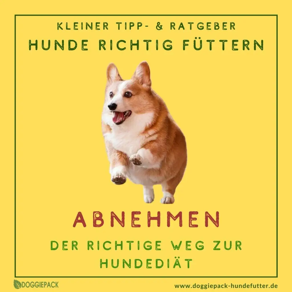 der-richtige-weg-zur-hunde-iaet-ratgeber