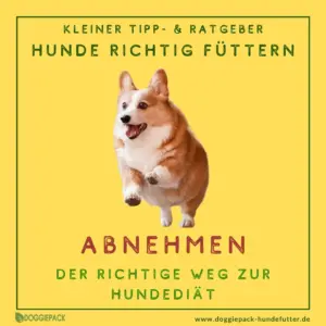 der-richtige-weg-zur-hunde-iaet-ratgeber