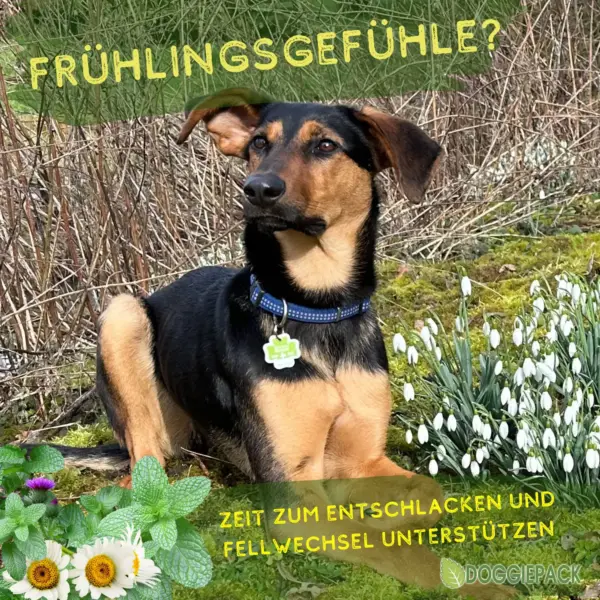 mache-deinen-hund-jetzt-fruehlings-fit
