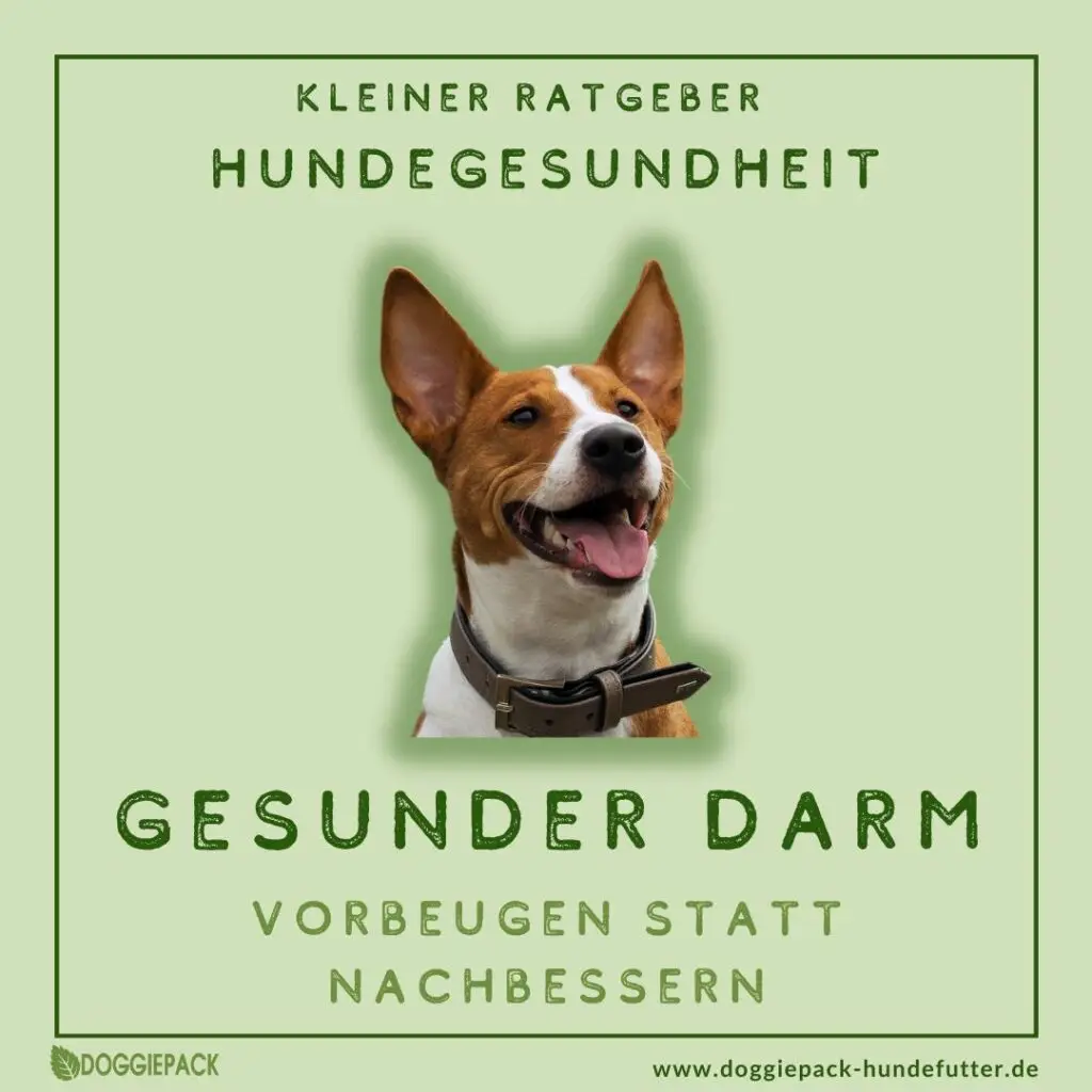 ratgeber-hunde-gesundheit-gesunder-darm