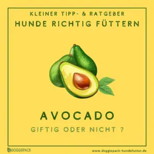 avocado-fuer-hunde-ist-das-wirklich-giftig